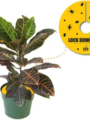 PUŁAPKA OWADOBÓJCZA LOCK DOWN PADS 15*15CM 8SZ