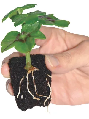 ROOT!T FIRST FEED 250ML